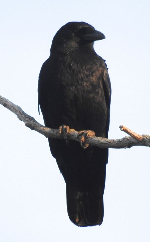 American Crow - ML231598171