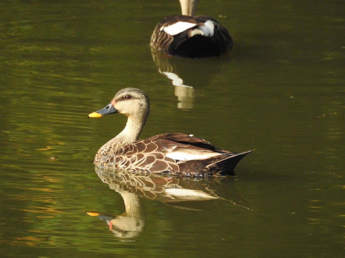 Indian Spot-billed Duck - B.R. Ansil