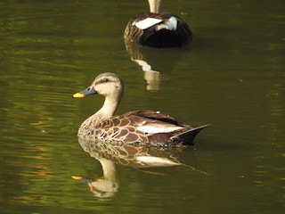 Indian Spot-billed Duck, ML231598861