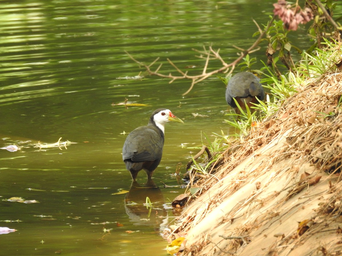 White-breasted Waterhen - B.R. Ansil
