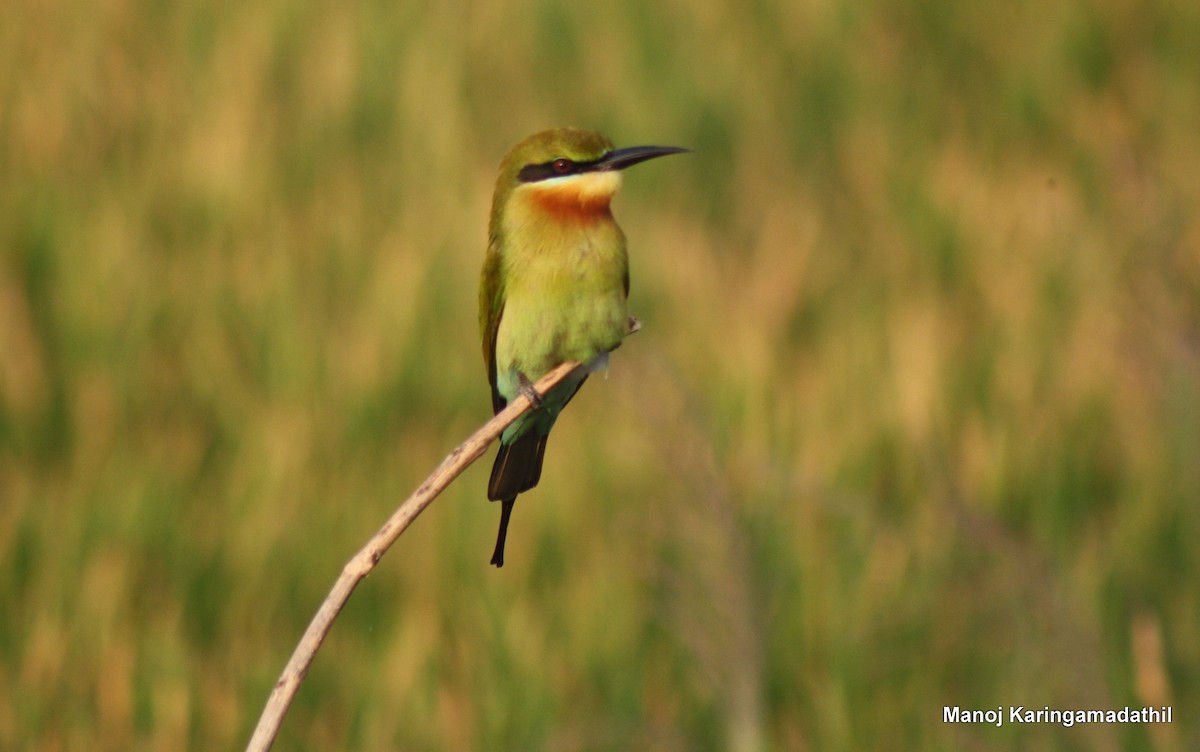 Blue-tailed Bee-eater - Arya Vinod