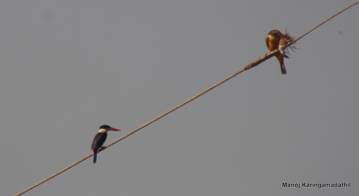 Black-capped Kingfisher - Arya Vinod
