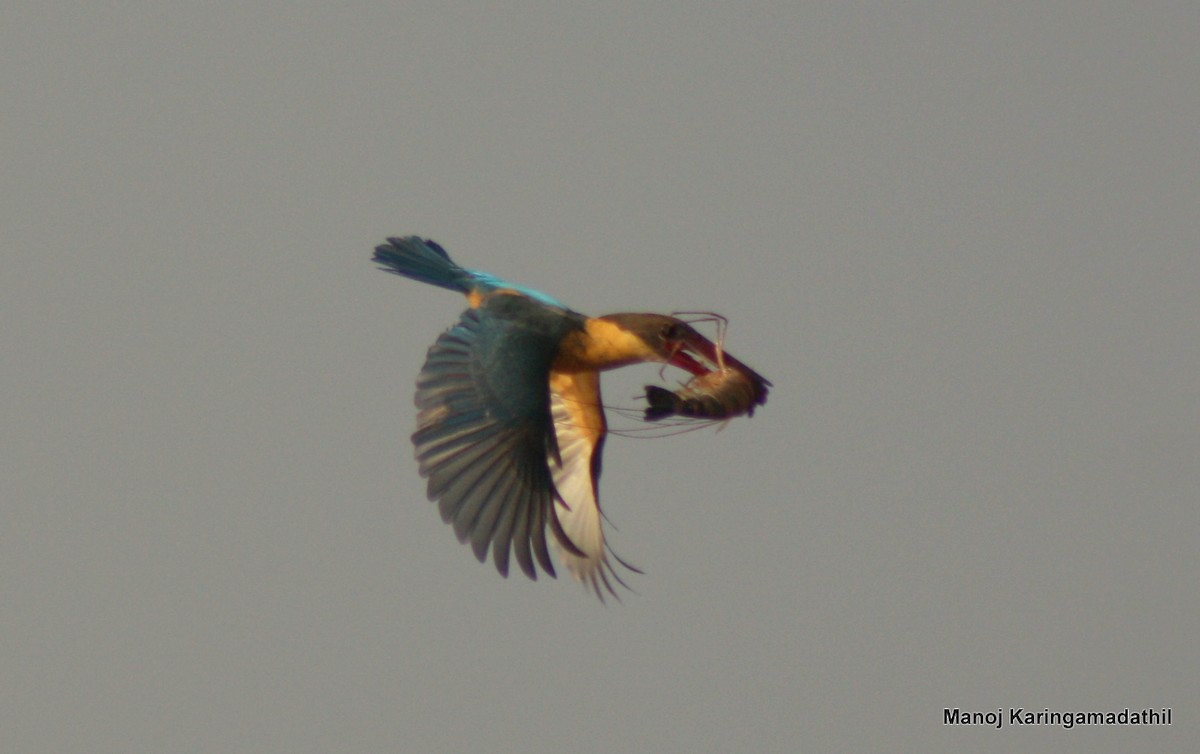 Stork-billed Kingfisher - ML23160201