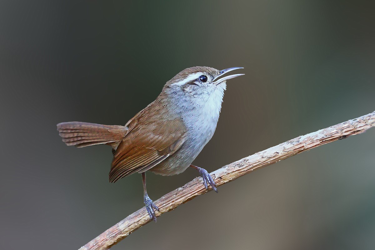 White-bellied wren (West Mexico) - eBird