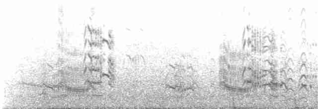 Royal Tern - ML231606861