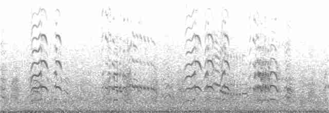 Royal Tern - ML231607371