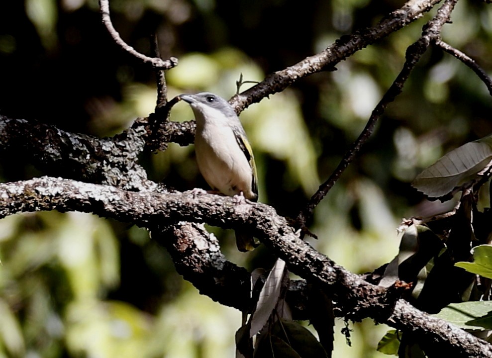 White-browed Shrike-Babbler (Himalayan) - ML231608001