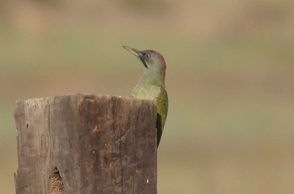 Iberian Green Woodpecker - Nuno Martins