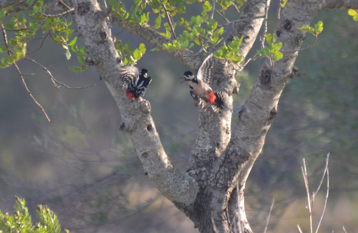 Great Spotted Woodpecker - ML231612581