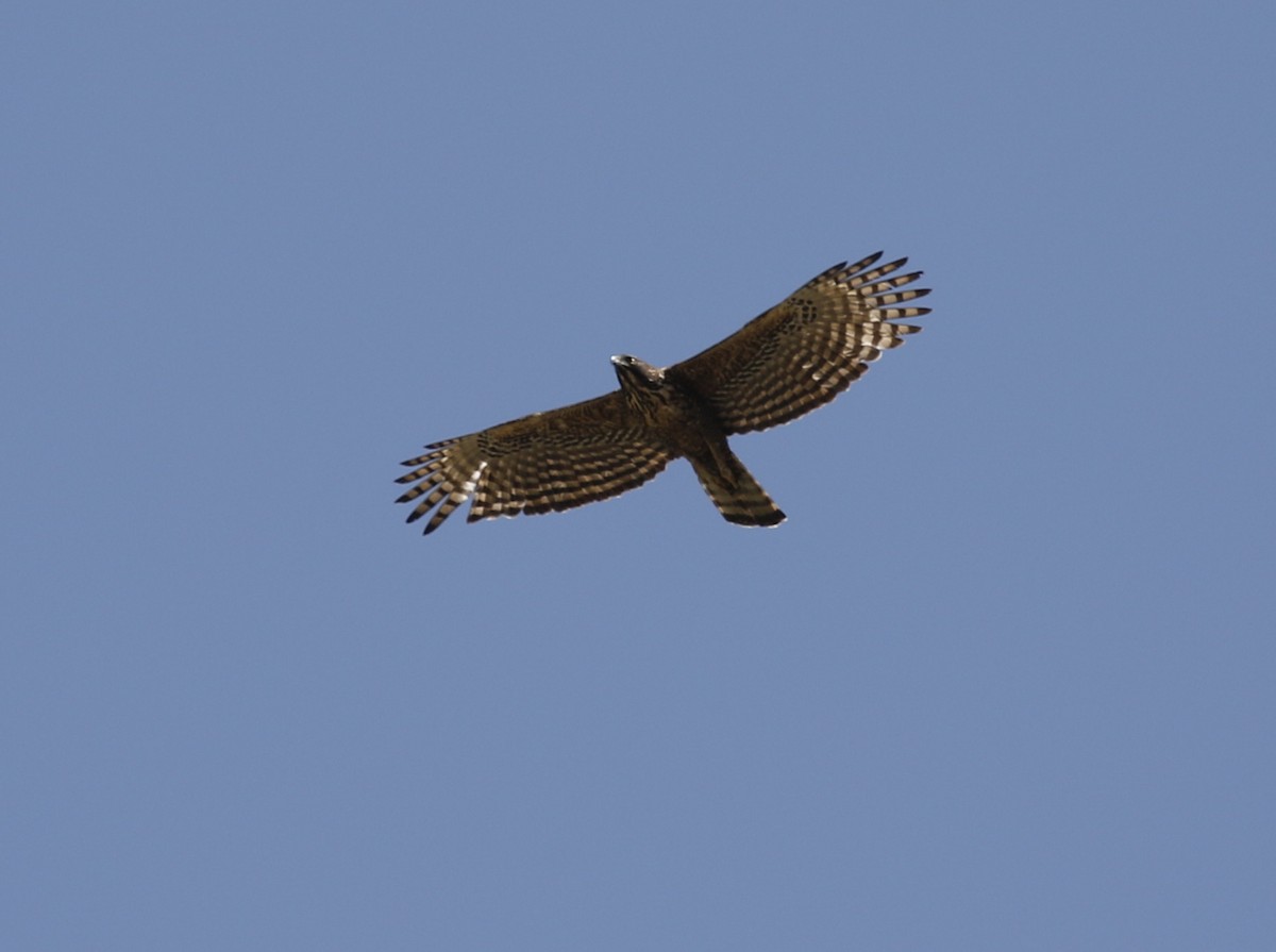 Mountain Hawk-Eagle - Vijaya Lakshmi