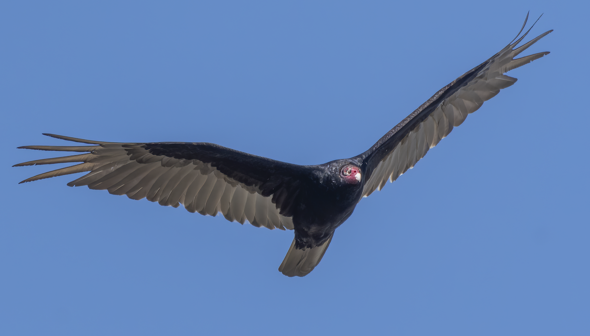 Turkey Vulture - ML231614671