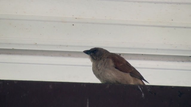Northern Gray-headed Sparrow - ML231616561