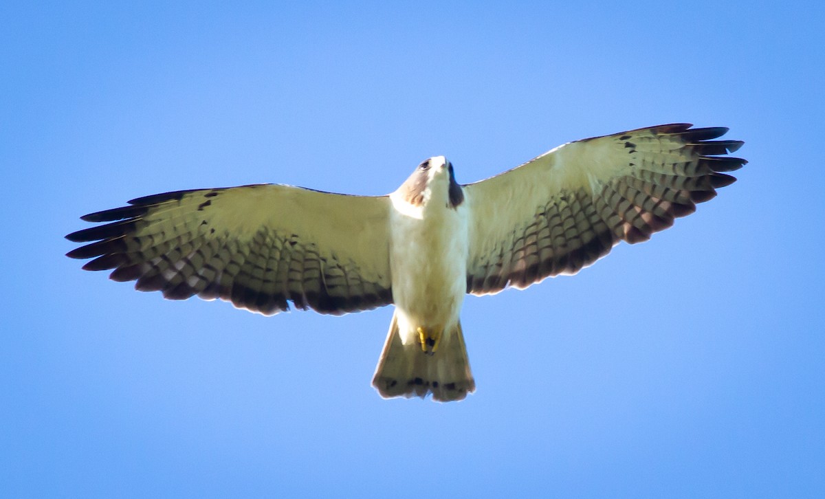 Short-tailed Hawk - Greg Schrader