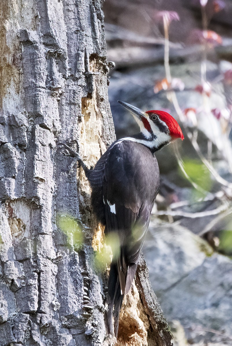 Pileated Woodpecker - ML231623501