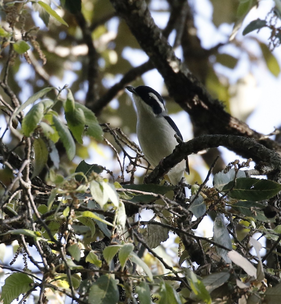 White-browed Shrike-Babbler (Himalayan) - Vijaya Lakshmi