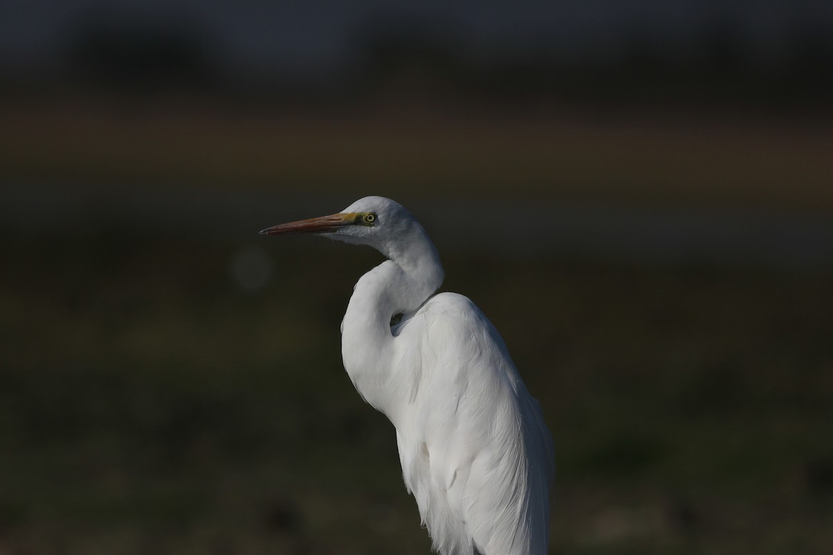 Great Egret - Chandrika Khirani