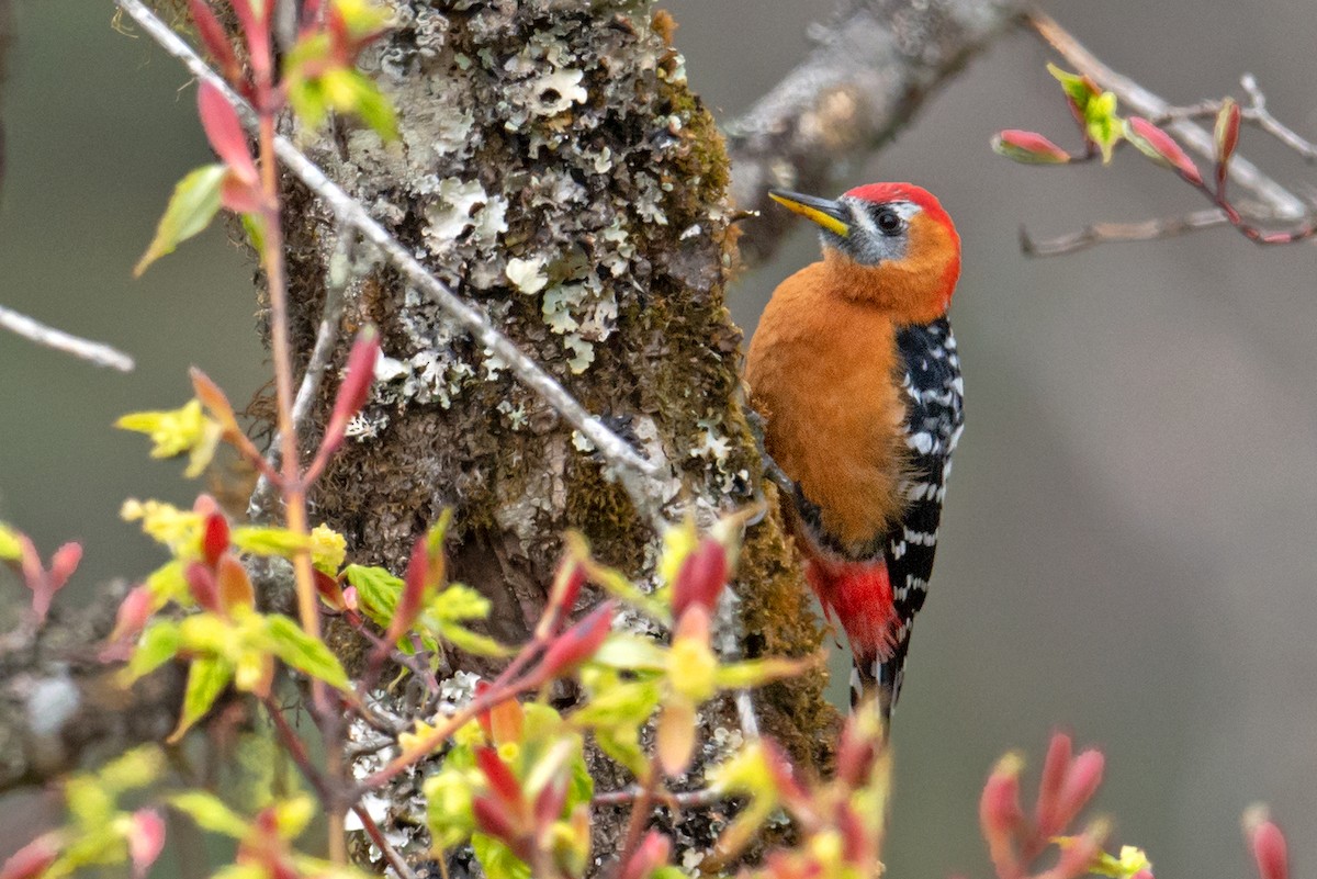 Rufous-bellied Woodpecker - Aseem Kothiala