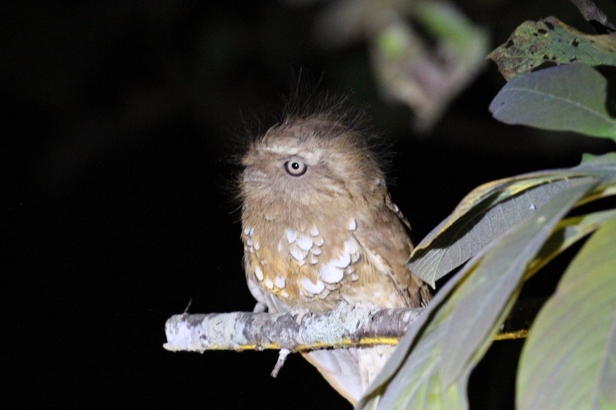 Hodgson's Frogmouth - R.D. Wallace