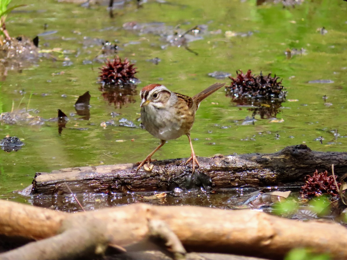 Swamp Sparrow - April Pufahl