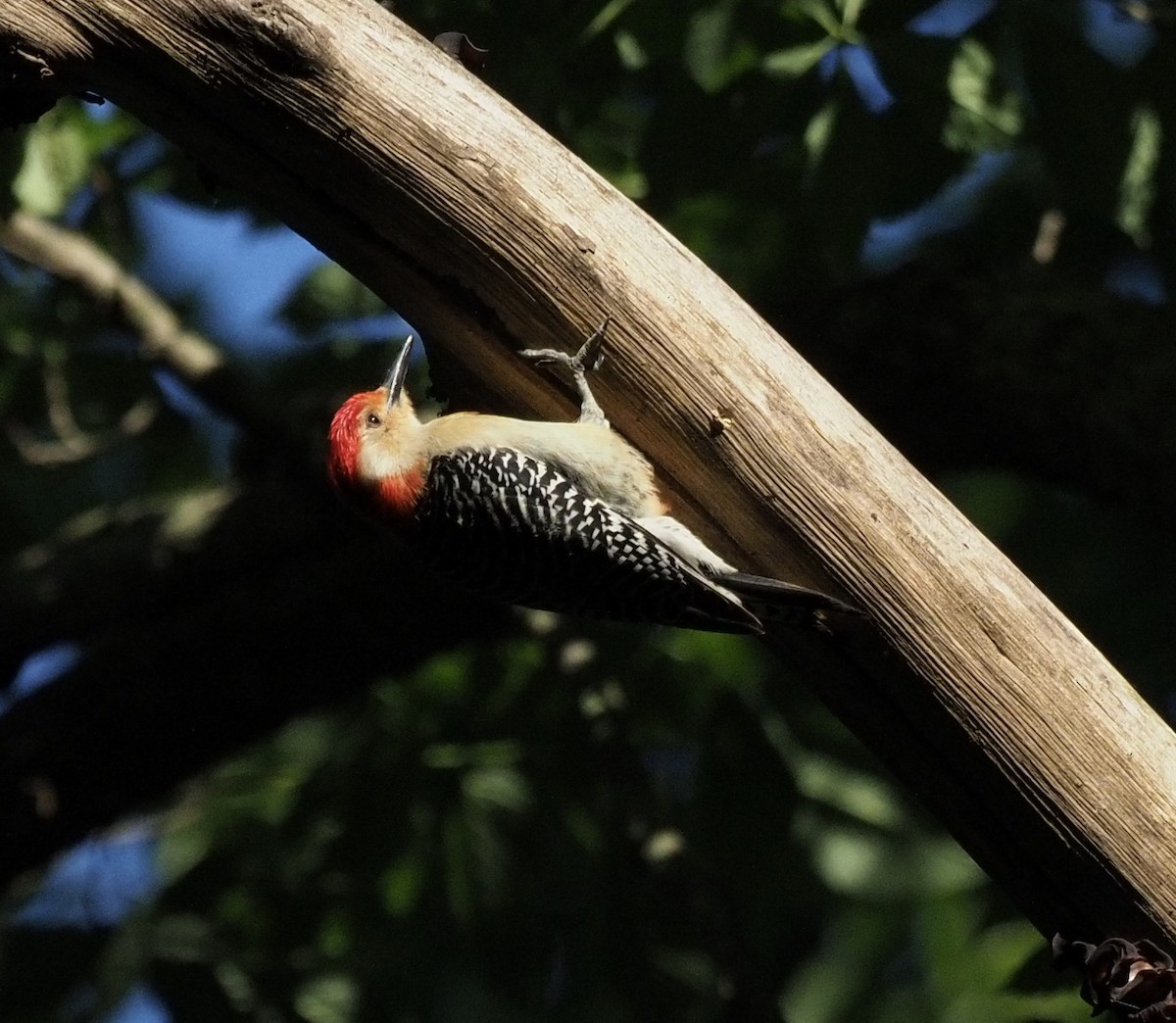 Red-bellied Woodpecker - ML231638311