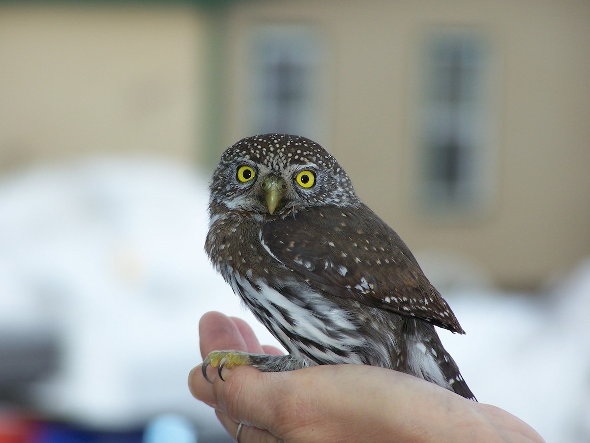Northern Pygmy-Owl - ML23164021