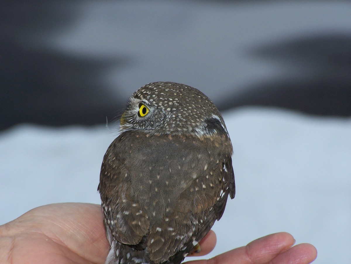 Northern Pygmy-Owl - ML23164031