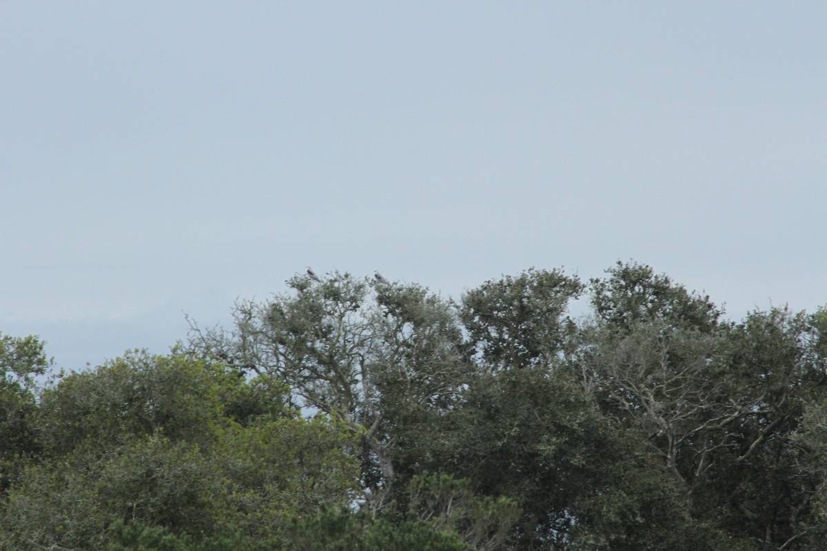 White-tailed Kite - Mark Hays
