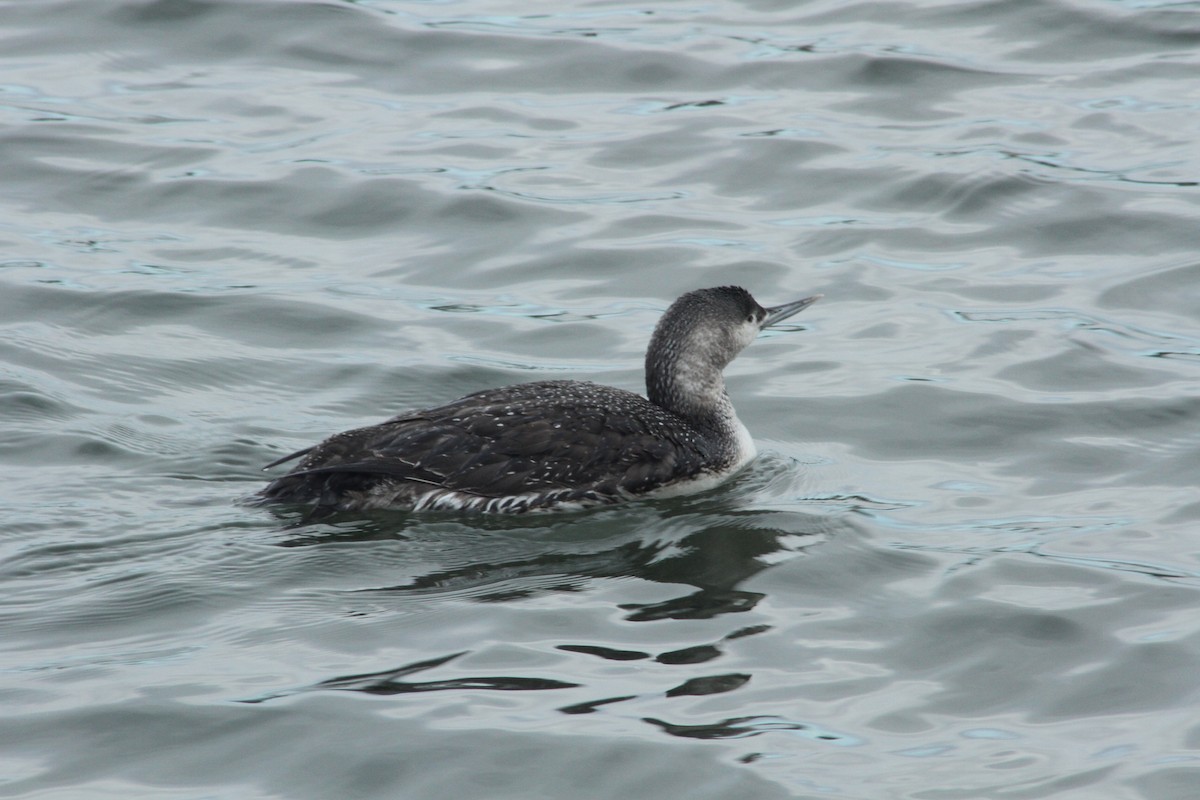 Red-throated Loon - Mark Hays