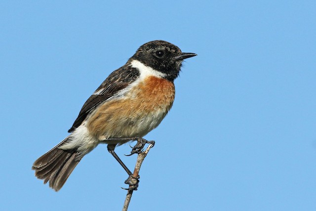 Tarabilla Comun Europea Ebird Colombia