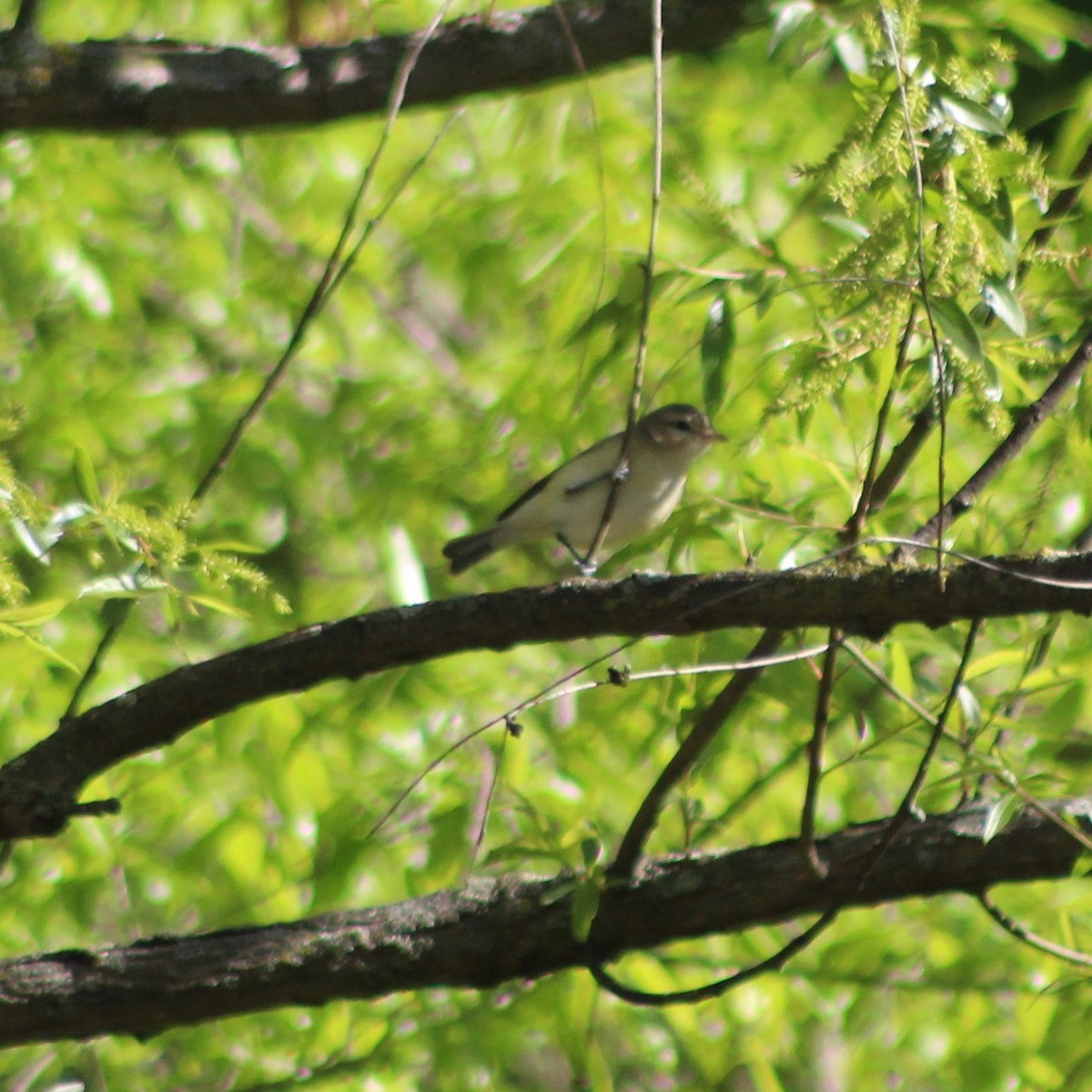 Warbling Vireo - Suzanne Picard