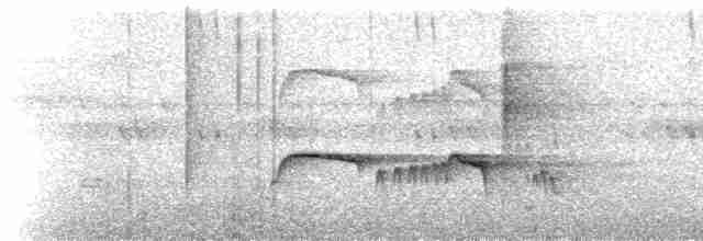 Atlantik Karınca Tiranı - ML231658