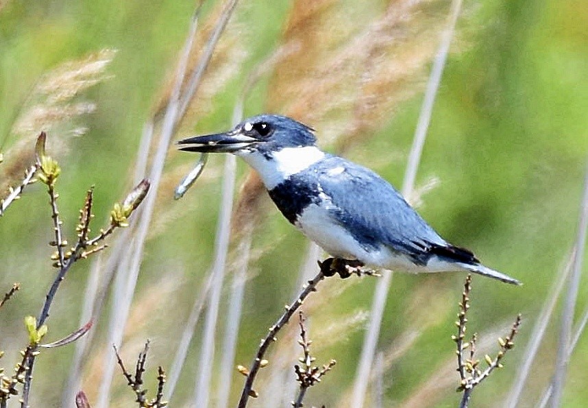Belted Kingfisher - ML231658331
