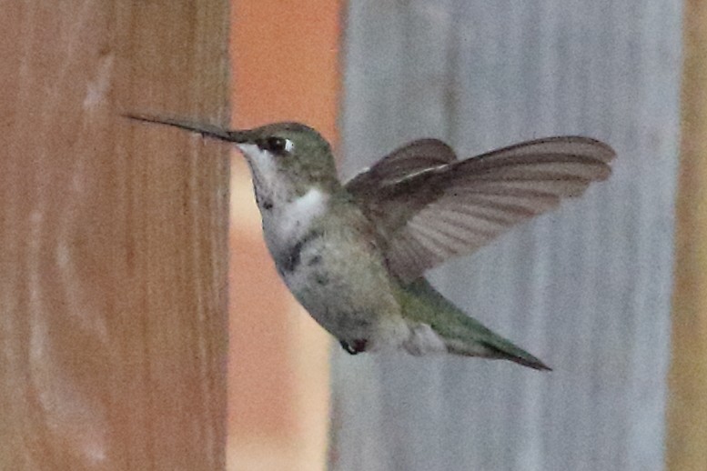 Black-chinned Hummingbird - ML231658921