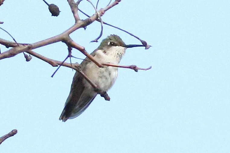 Black-chinned Hummingbird - ML231659141