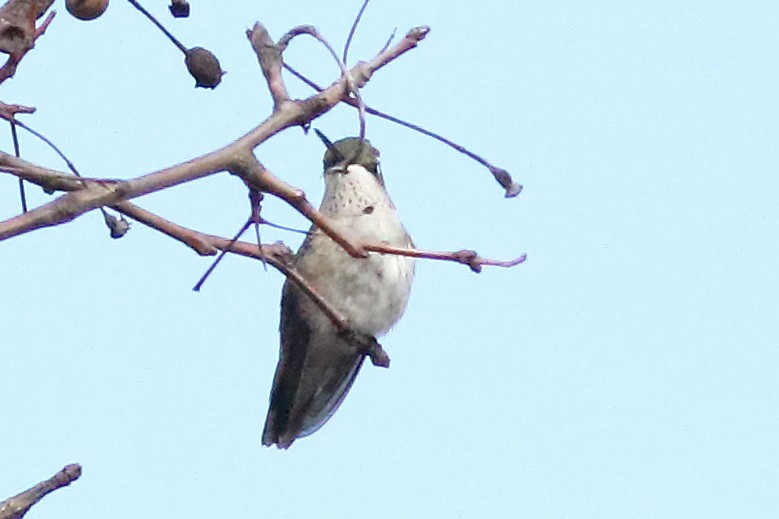 Black-chinned Hummingbird - ML231659151
