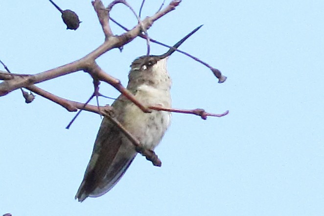 Black-chinned Hummingbird - ML231659161