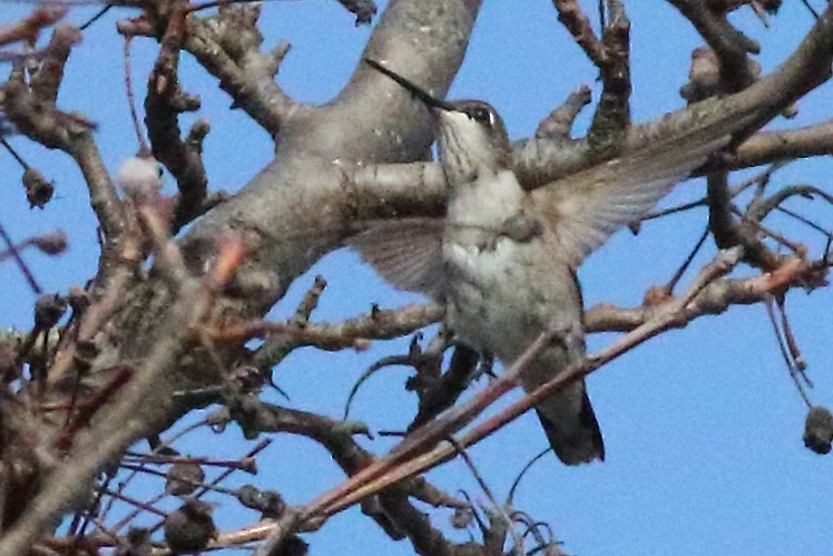 Black-chinned Hummingbird - Mark L. Hoffman