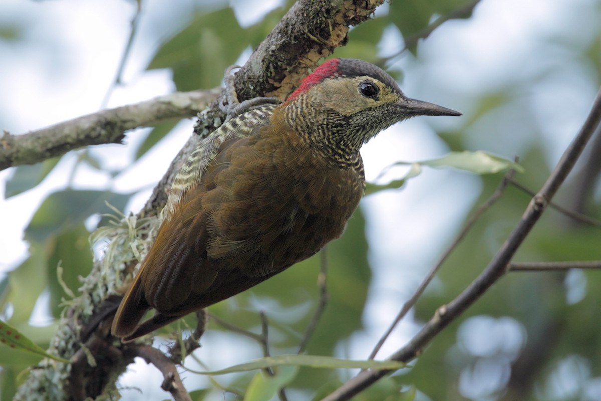 Golden-olive Woodpecker - ML23166041