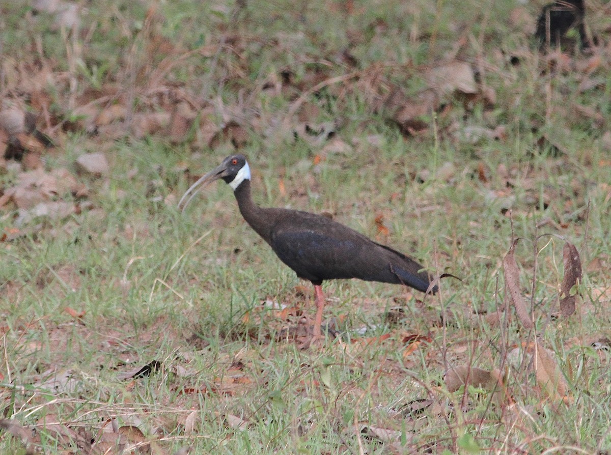 ibis běloramenný - ML231660411