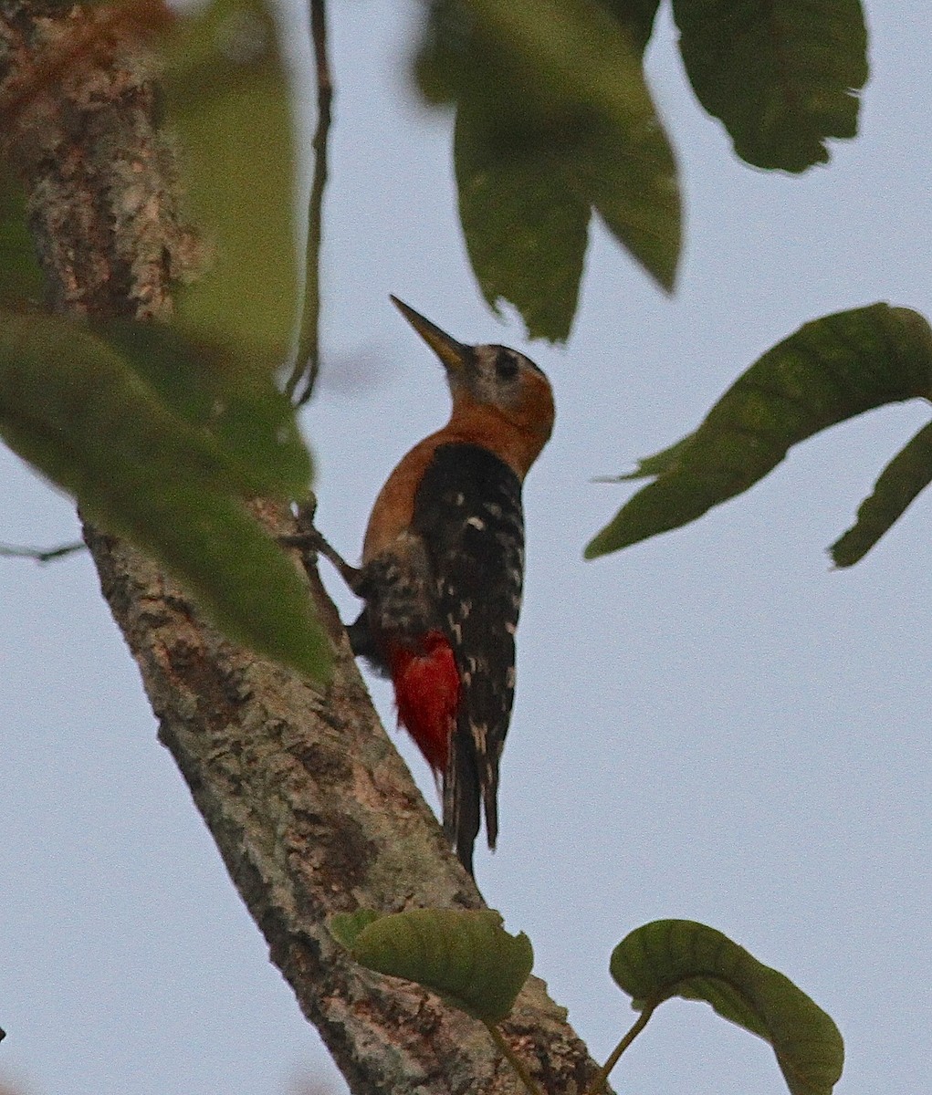 Rufous-bellied Woodpecker - ML231662091