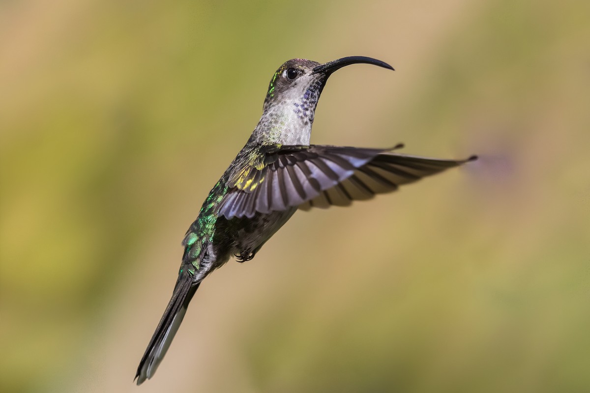 kolibřík fialkový - ML231662431
