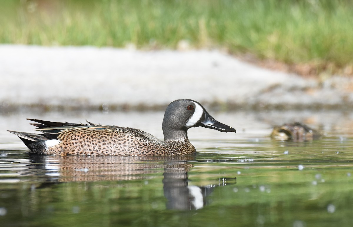 Blue-winged Teal - Jack Parlapiano