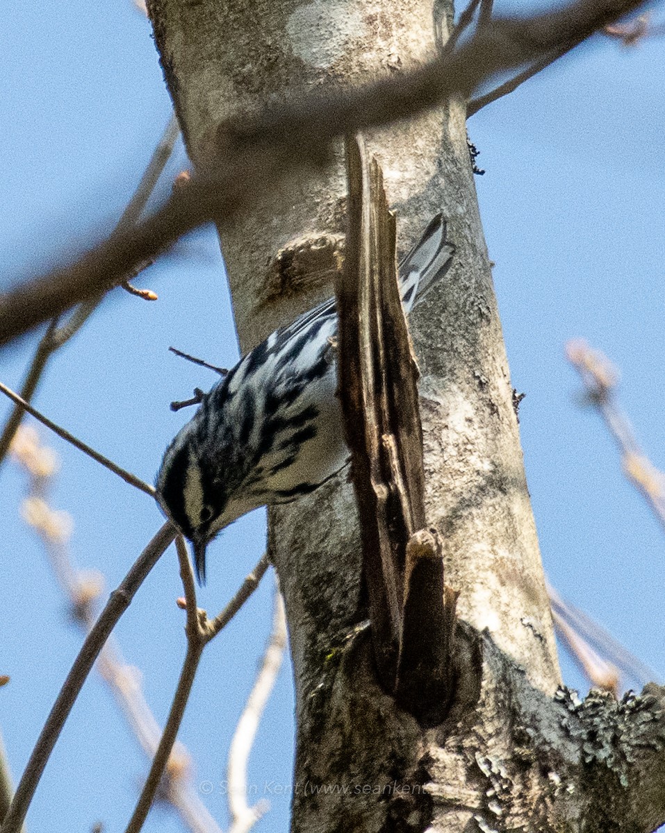 Black-and-white Warbler - ML231662791