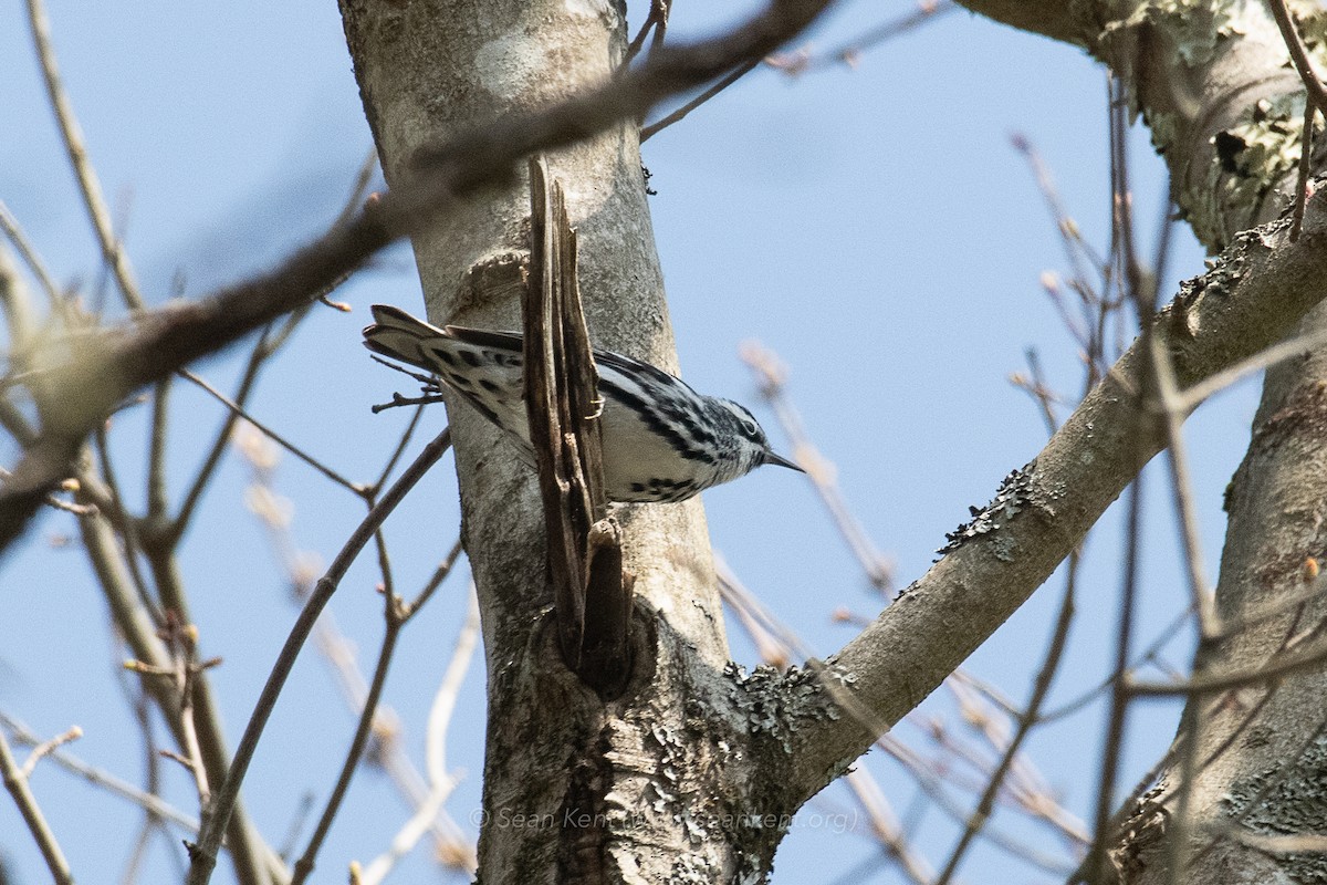 Black-and-white Warbler - ML231662801