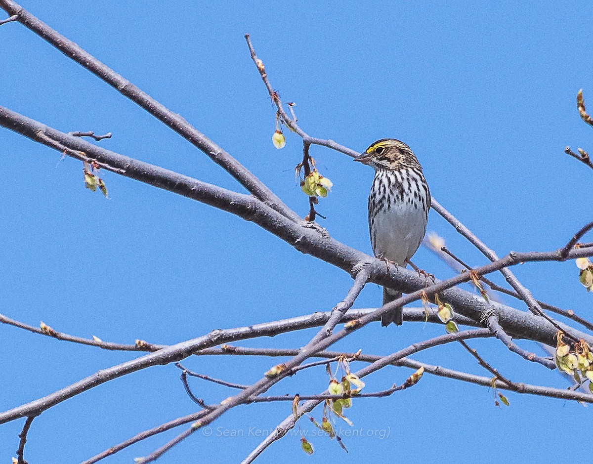 Savannah Sparrow - ML231662831