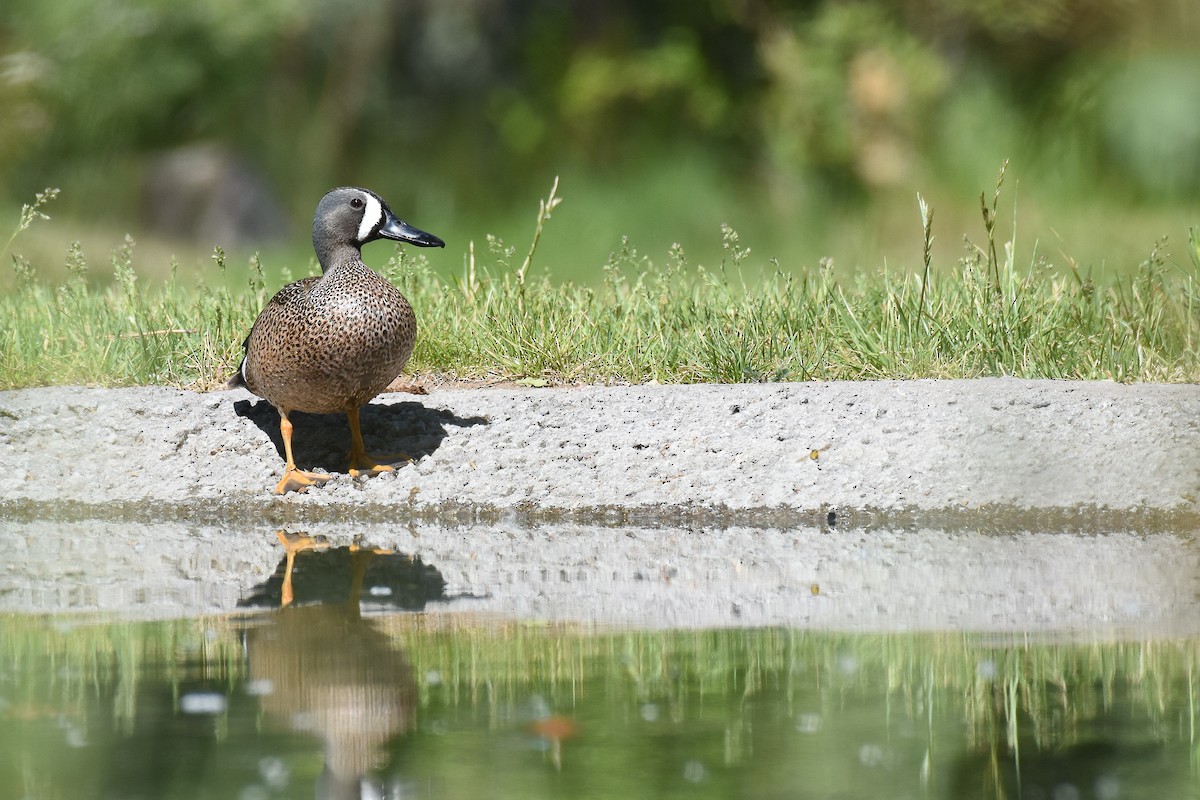 Blue-winged Teal - ML231662861