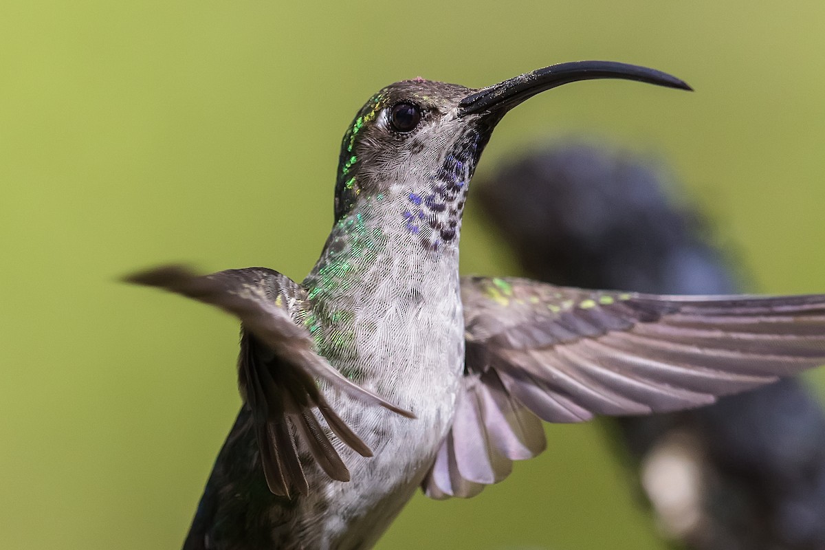 kolibřík fialkový - ML231662871