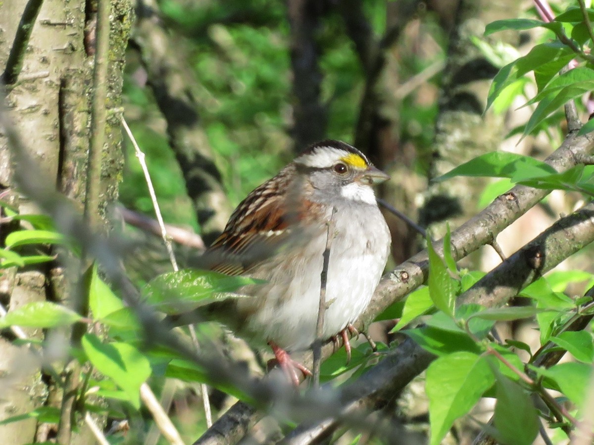 White-throated Sparrow - ML231666881