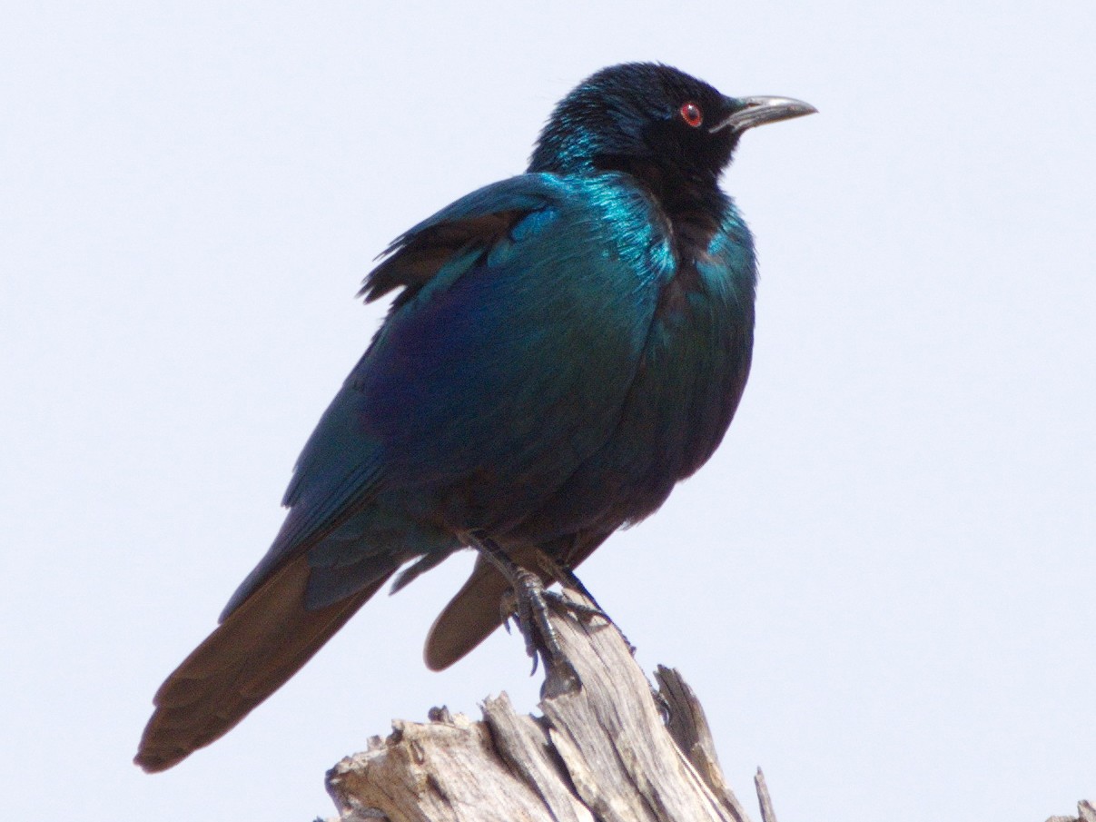 Sharp-tailed Starling - Dominic Standing