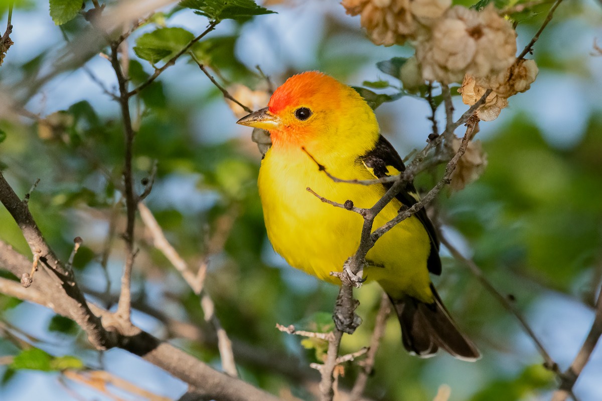 Western Tanager - ML231671201
